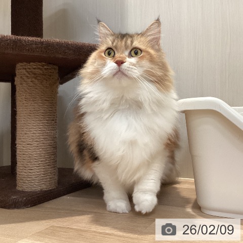 サイベリアンの写真