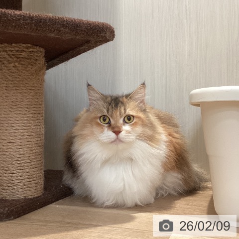 サイベリアンの写真