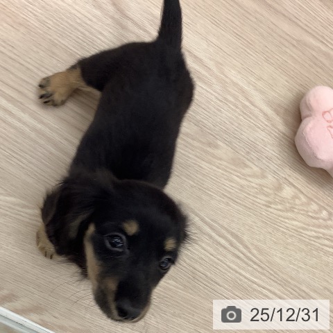 福井県のミニチュアダックスフンド(ロング) (ペットプラス 福井店/2025年10月25日生まれ/女の子/ブラックタン)の子犬の3枚目の画像