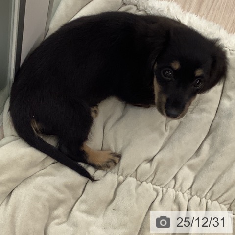 福井県のミニチュアダックスフンド(ロング) (ペットプラス 福井店/2025年10月25日生まれ/女の子/ブラックタン)の子犬の4枚目の画像