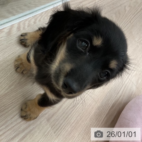 福井県のミニチュアダックスフンド(ロング) (ペットプラス 福井店/2025年10月25日生まれ/女の子/ブラックタン)の子犬の3枚目の画像