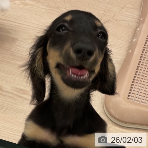 福井県のミニチュアダックスフンド(ロング) (ペットプラス 福井店/2025年10月25日生まれ/女の子/ブラックタン)の子犬の3枚目の画像