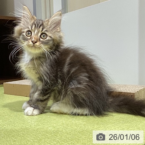 富山県のサイベリアン (ペットプラス 高岡店/2025年10月10日生まれ/男の子/ブラウンタビーホワイト)の子猫の4枚目の画像