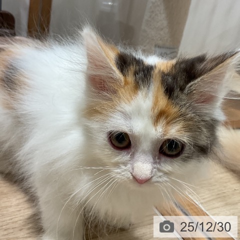 福岡県のサイベリアン (ペットプラス 八幡東店/2025年10月10日生まれ/女の子/ブラウンパッチドタビーホワイト)の子猫の4枚目の画像