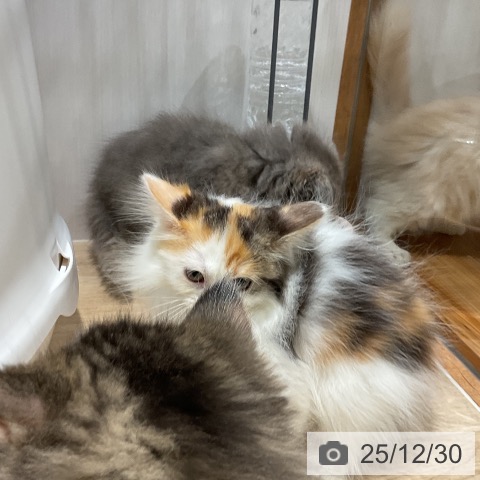 福岡県のサイベリアン (ペットプラス 八幡東店/2025年10月10日生まれ/女の子/ブラウンパッチドタビーホワイト)の子猫の3枚目の画像