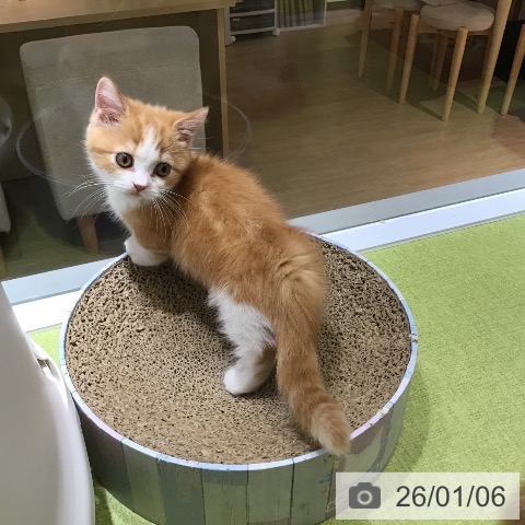 沖縄県のマンチカン (ペットプラス 沖縄ライカム店/2025年10月23日生まれ/男の子/レッドタビーホワイト)の子猫の3枚目の画像