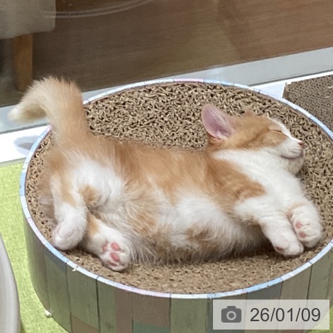 沖縄県のマンチカン (ペットプラス 沖縄ライカム店/2025年10月23日生まれ/男の子/レッドタビーホワイト)の子猫の3枚目の画像