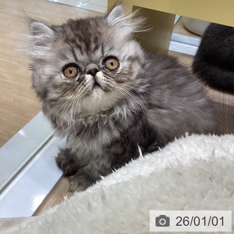 愛知県のエキゾチック (ペットプラス ナゴヤドーム前店/2025年10月18日生まれ/男の子/シルバーマッカレルタビー)の子猫の4枚目の画像