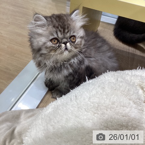 愛知県のエキゾチック (ペットプラス ナゴヤドーム前店/2025年10月18日生まれ/男の子/シルバーマッカレルタビー)の子猫の3枚目の画像