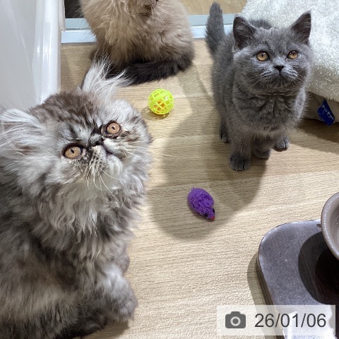 愛知県のエキゾチック (ペットプラス ナゴヤドーム前店/2025年10月18日生まれ/男の子/シルバーマッカレルタビー)の子猫の4枚目の画像