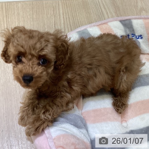 富山県のトイプードル(トイ) (ペットプラス 高岡店/2025年10月26日生まれ/女の子/レッドフォーン)の子犬の4枚目の画像