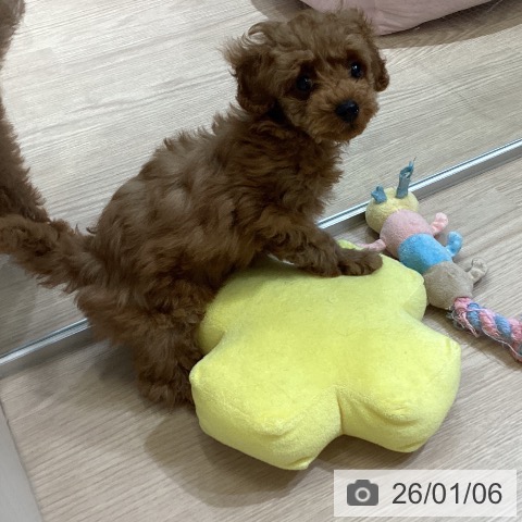 富山県のトイプードル(トイ) (ペットプラス 高岡店/2025年10月26日生まれ/女の子/レッドフォーン)の子犬の3枚目の画像