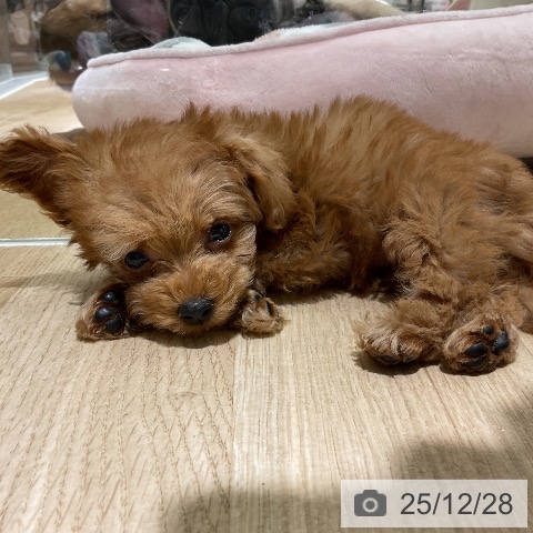 トイ・プードルの写真