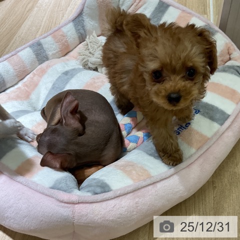 愛知県のトイプードル(トイ) (ペットプラス イオンモール豊川店/2025年10月26日生まれ/女の子/レッドフォーン)の子犬の4枚目の画像