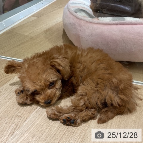 愛知県のトイプードル(トイ) (ペットプラス イオンモール豊川店/2025年10月26日生まれ/女の子/レッドフォーン)の子犬の3枚目の画像