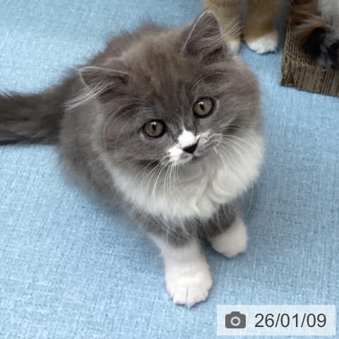 長崎県のマンチカン (ペットプラス 長崎店/2025年10月22日生まれ/男の子/ブルーホワイト)の子猫の4枚目の画像