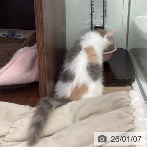 福岡県のマンチカン (ペットプラス 春日店/2025年10月22日生まれ/女の子/ダイリュートキャリコ)の子猫の4枚目の画像