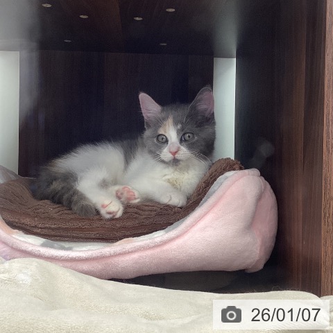 福岡県のマンチカン (ペットプラス 春日店/2025年10月22日生まれ/女の子/ダイリュートキャリコ)の子猫の3枚目の画像