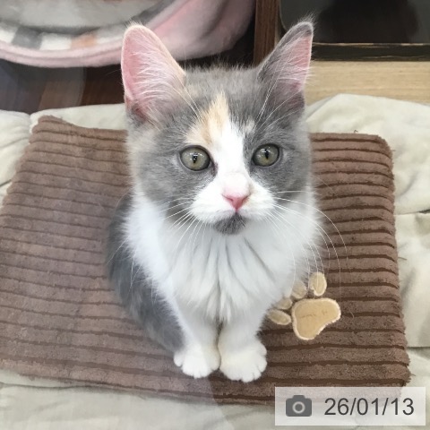 福岡県のマンチカン (ペットプラス 春日店/2025年10月22日生まれ/女の子/ダイリュートキャリコ)の子猫の4枚目の画像