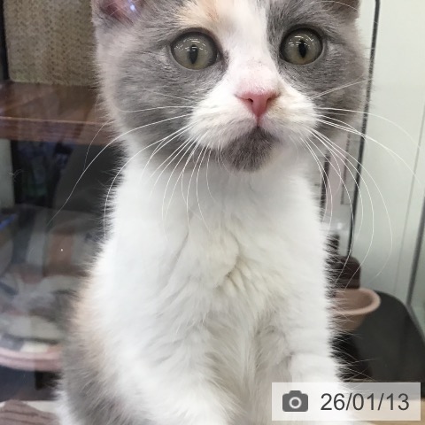 福岡県のマンチカン (ペットプラス 春日店/2025年10月22日生まれ/女の子/ダイリュートキャリコ)の子猫の3枚目の画像