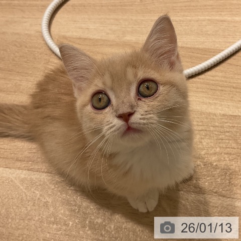 三重県のマンチカン (ペットプラス 鈴鹿店/2025年10月22日生まれ/女の子/クリームタビーホワイト)の子猫の4枚目の画像