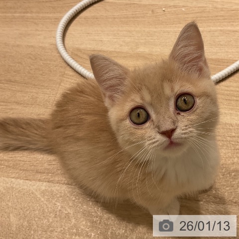 三重県のマンチカン (ペットプラス 鈴鹿店/2025年10月22日生まれ/女の子/クリームタビーホワイト)の子猫の3枚目の画像