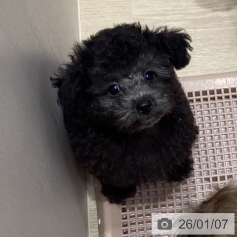 愛知県のトイプードル(トイ) (ペットプラス イオンモール長久手店/2025年10月27日生まれ/男の子/シルバー)の子犬の4枚目の画像