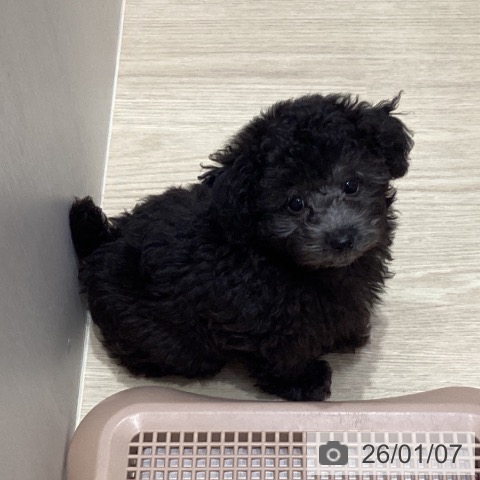 愛知県のトイプードル(トイ) (ペットプラス イオンモール長久手店/2025年10月27日生まれ/男の子/シルバー)の子犬の3枚目の画像