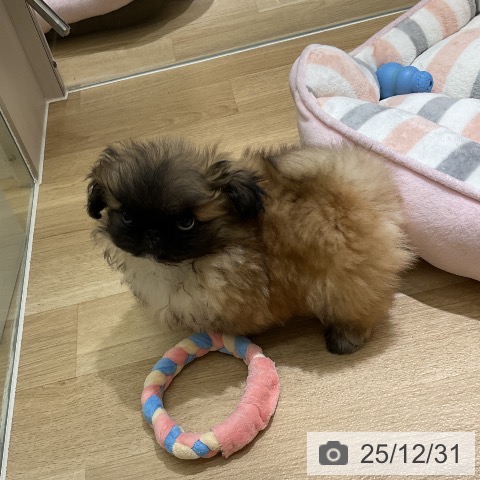 愛知県のペキニーズ (ペットプラス イオンモール豊川店/2025年10月22日生まれ/女の子/フォーン)の子犬の3枚目の画像