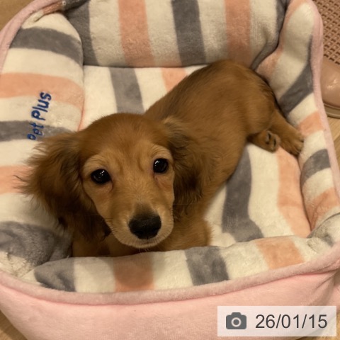 三重県のミニチュアダックスフンド(ロング) (ペットプラス 鈴鹿店/2025年10月28日生まれ/女の子/シェーデットイエロー)の子犬の3枚目の画像