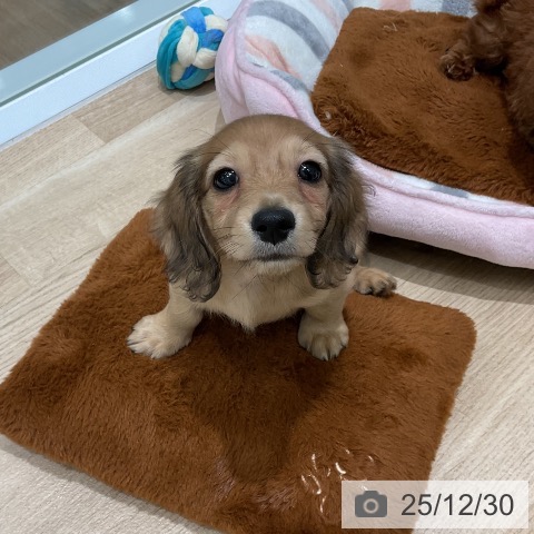 三重県のミニチュアダックスフンド(ロング) (ペットプラス 鈴鹿店/2025年10月28日生まれ/女の子/シェーデットイエロー)の子犬の4枚目の画像