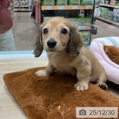 三重県のミニチュアダックスフンド(ロング) (ペットプラス 鈴鹿店/2025年10月28日生まれ/女の子/シェーデットイエロー)の子犬の3枚目の画像