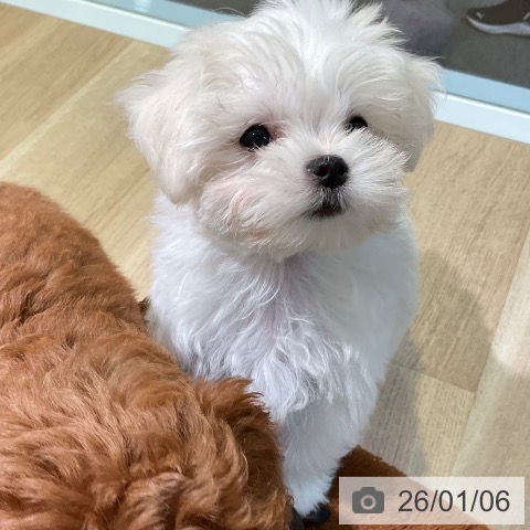 愛知県のマルチーズ (ペットプラス 岡崎店/2025年10月28日生まれ/女の子/ホワイト)の子犬の4枚目の画像