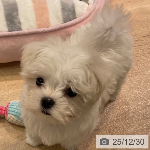 愛知県のマルチーズ (ペットプラス 岡崎店/2025年10月28日生まれ/女の子/ホワイト)の子犬の3枚目の画像