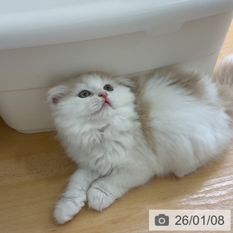 愛知県のスコティッシュフォールド (ペットプラス mozoワンダーシティ店/2025年10月26日生まれ/男の子/クリームホワイト)の子猫の4枚目の画像