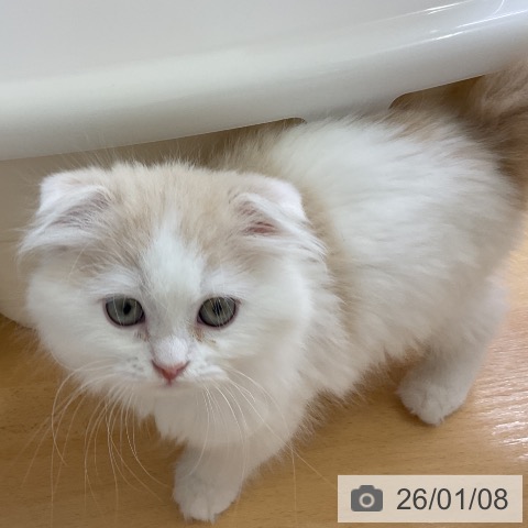 愛知県のスコティッシュフォールド (ペットプラス mozoワンダーシティ店/2025年10月26日生まれ/男の子/クリームホワイト)の子猫の3枚目の画像
