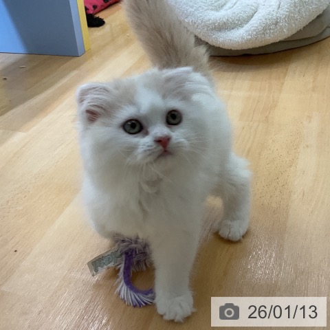 愛知県のスコティッシュフォールド (ペットプラス mozoワンダーシティ店/2025年10月26日生まれ/男の子/クリームホワイト)の子猫の4枚目の画像