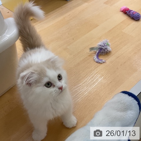 愛知県のスコティッシュフォールド (ペットプラス mozoワンダーシティ店/2025年10月26日生まれ/男の子/クリームホワイト)の子猫の3枚目の画像