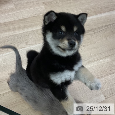 愛知県の柴犬(標準サイズ) (ペットプラス mozoワンダーシティ店/2025年10月26日生まれ/男の子/黒)の子犬の4枚目の画像