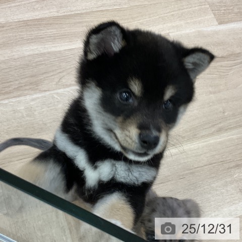 愛知県の柴犬(標準サイズ) (ペットプラス mozoワンダーシティ店/2025年10月26日生まれ/男の子/黒)の子犬の3枚目の画像