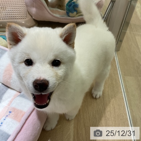 愛知県の柴犬(標準サイズ) (ペットプラス イオンモール豊川店/2025年10月26日生まれ/男の子/淡赤)の子犬の3枚目の画像