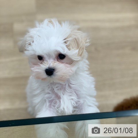 岐阜県のマルチーズ (ペットプラス 光ケ丘店/2025年10月26日生まれ/男の子/ホワイト)の子犬の4枚目の画像