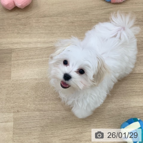 岐阜県のマルチーズ (ペットプラス 光ケ丘店/2025年10月26日生まれ/男の子/ホワイト)の子犬の4枚目の画像