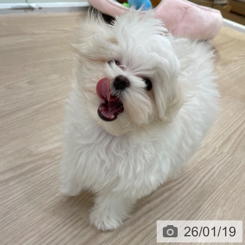 愛知県のマルチーズ (ペットプラス 豊田店/2025年10月26日生まれ/女の子/ホワイト)の子犬の4枚目の画像