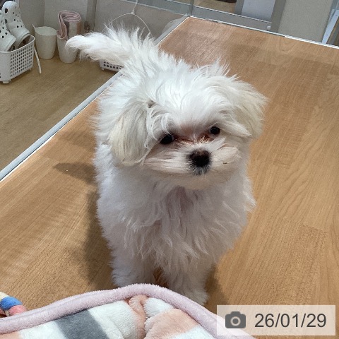 愛知県のマルチーズ (ペットプラス 三好店/2025年10月26日生まれ/女の子/ホワイト)の子犬の4枚目の画像