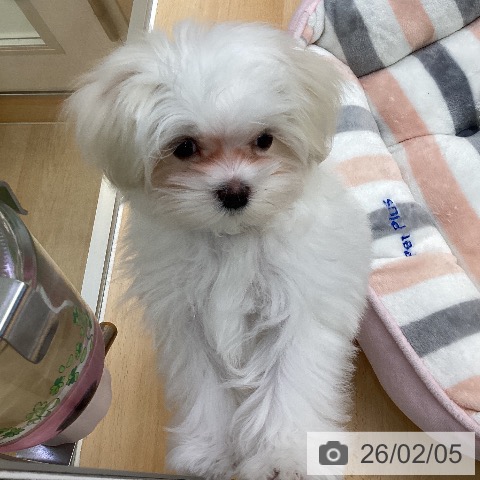 愛知県のマルチーズ (ペットプラス 三好店/2025年10月26日生まれ/女の子/ホワイト)の子犬の4枚目の画像