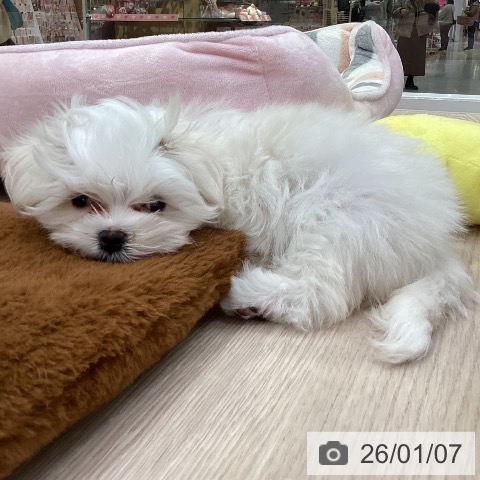 愛知県のマルチーズ (ペットプラス 豊田店/2025年10月26日生まれ/女の子/ホワイト)の子犬の3枚目の画像