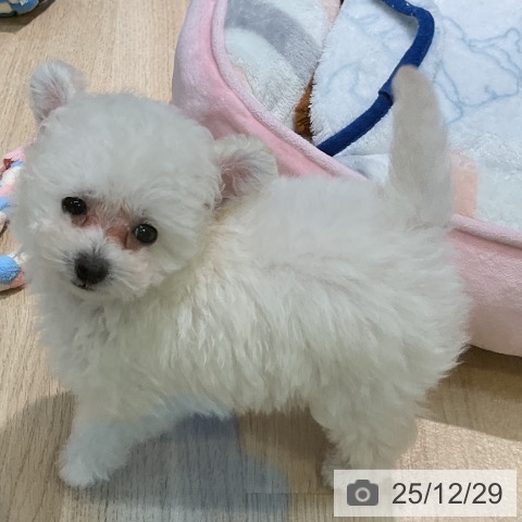 愛知県のトイプードル(トイ) (ペットプラス 岡崎店/2025年10月22日生まれ/男の子/ホワイト)の子犬の3枚目の画像