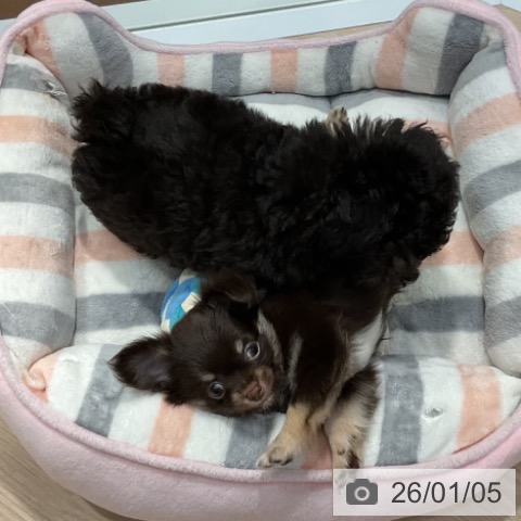 愛知県のチワワ(ロング) (ペットプラス イオンモール長久手店/2025年10月29日生まれ/男の子/チョコレートタン)の子犬の3枚目の画像