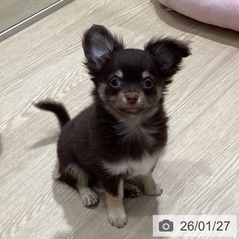 愛知県のチワワ(ロング) (ペットプラス イオンモール長久手店/2025年10月29日生まれ/男の子/チョコレートタン)の子犬の3枚目の画像
